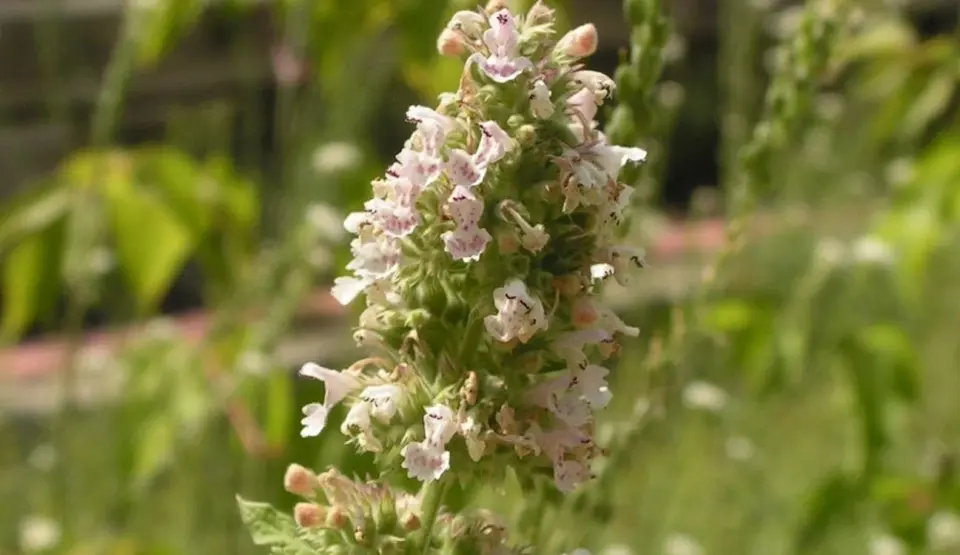 Catnip Lotion Emerges as Low-Cost Mosquito Shield in Rural Uganda