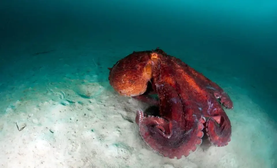 Giant Squid Detected in Australia’s Deep-Sea Canyons Through Environmental DNA