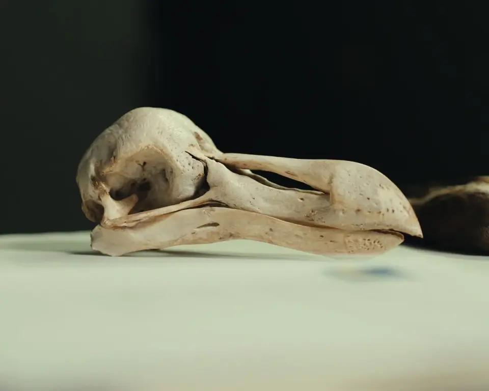 Dodo skulls reveal sharper senses and dusk foraging