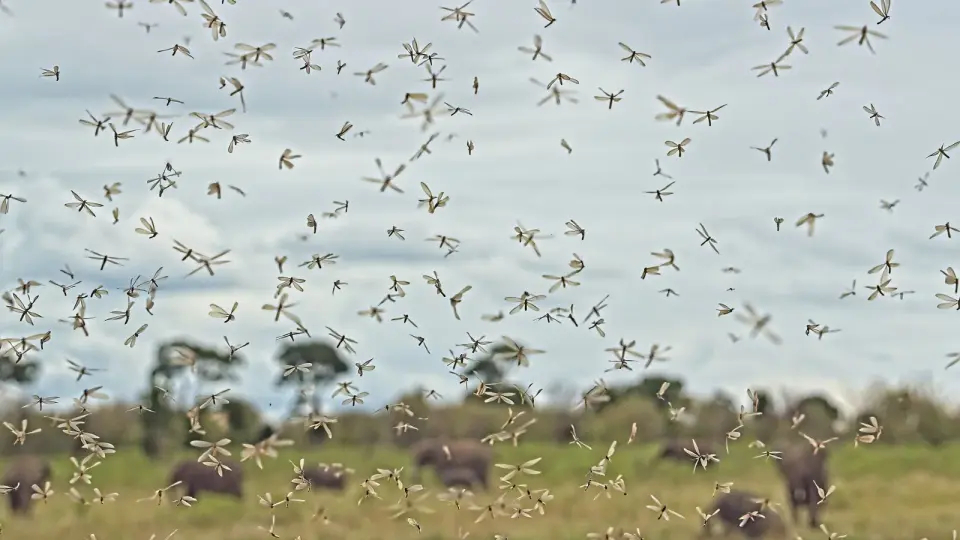 Ancient malaria steered where Africa's early humans settled, study finds