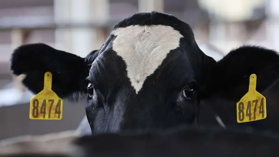 Avian Flu Hits Weber County Dairies, Triggers Emergency Measures