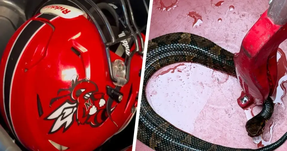 Cottonmouth Found in Helmet Forces Arkansas Football Practice Pause