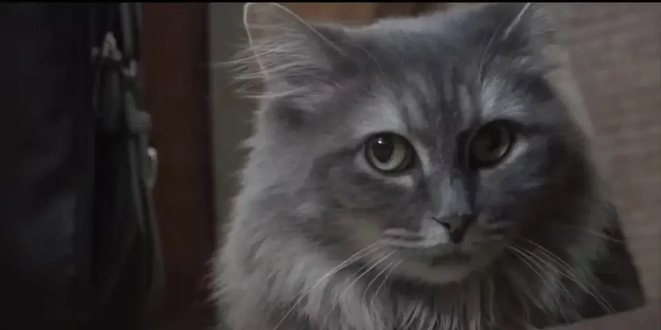 Clean Label Project Report Finds Lead in 99% of Top Cat Foods