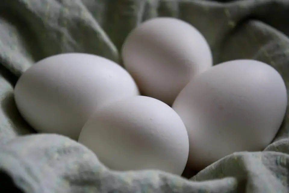 Multistate Salmonella Outbreak Tied to Recalled Eggs Prompts 17-State Health Alert