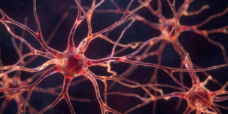 Unabsorbed fructose may fuel anxiety via gut-brain inflammation