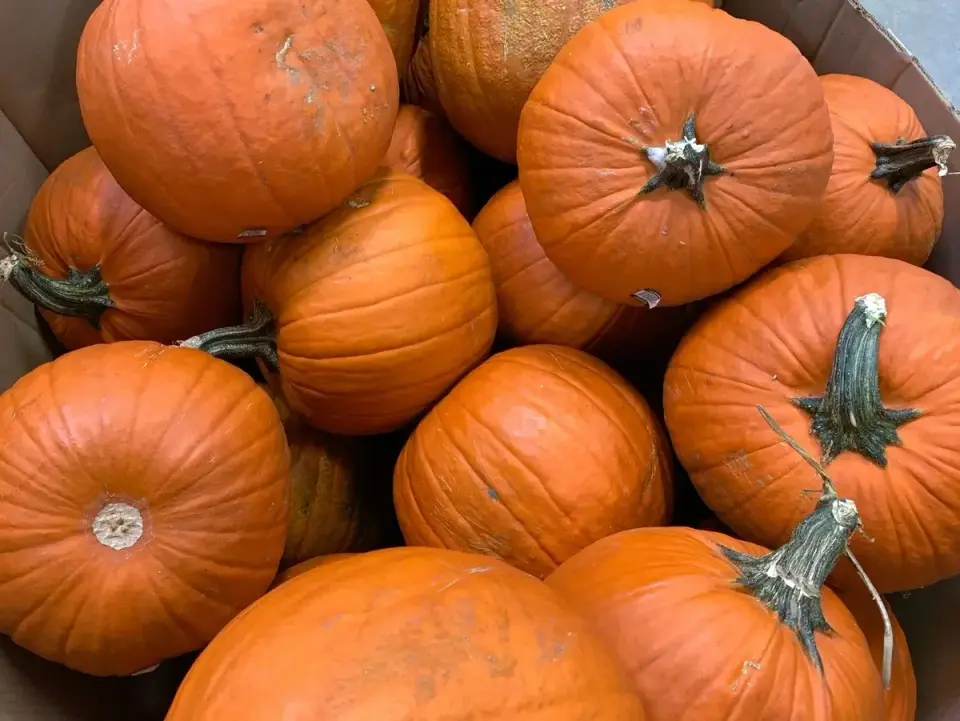 Will County Health Dept. Investigates E. Coli Cases Linked to Bengtson's Pumpkin Farm