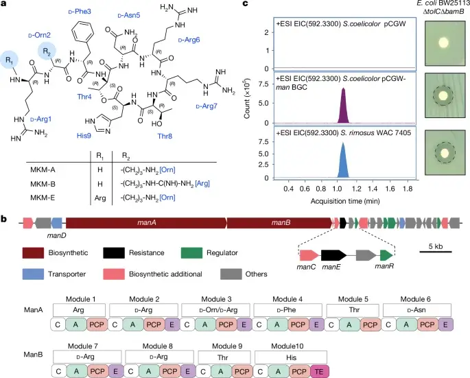 MKM: a natural antibiotic locking the bacterial ribosome at the E-site