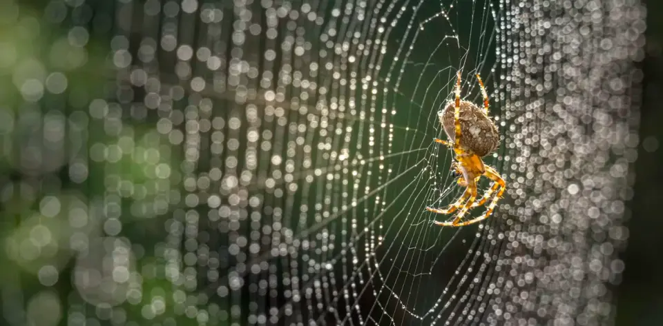 Spider Silk Inspires Next-Gen Medical Materials for Drug Delivery and Wound Repair
