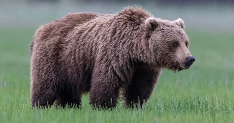 Two Soldiers Injured by Brown Bear During Alaska Training Exercise