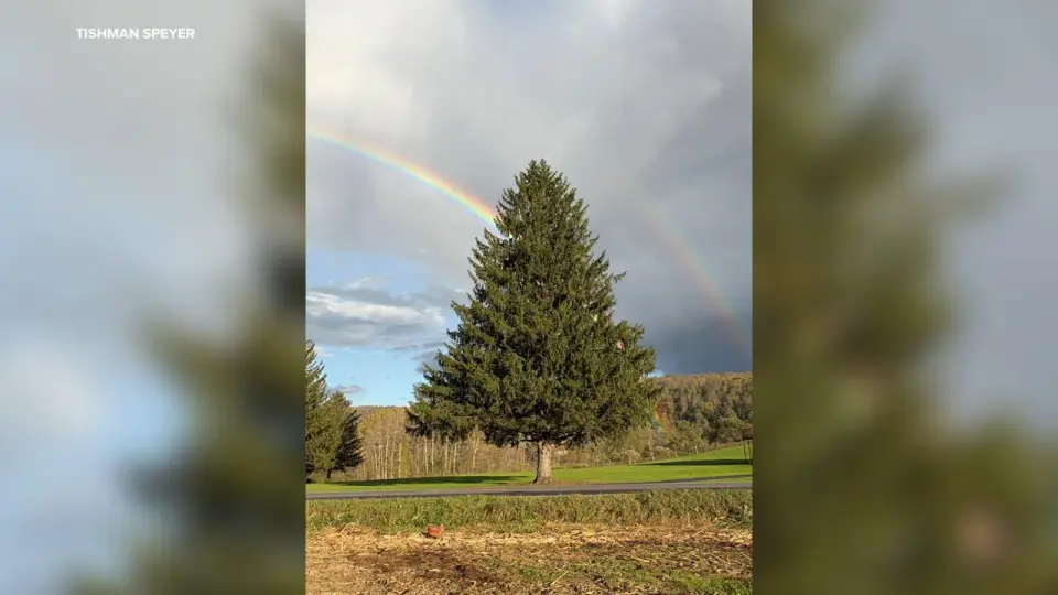 West Edmeston Norway Spruce Selected for 2026 Rockefeller Center Holiday