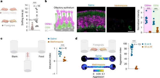 Queen’s scent rules the nest: a single chemical governs reproductive suppression in naked mole-rats