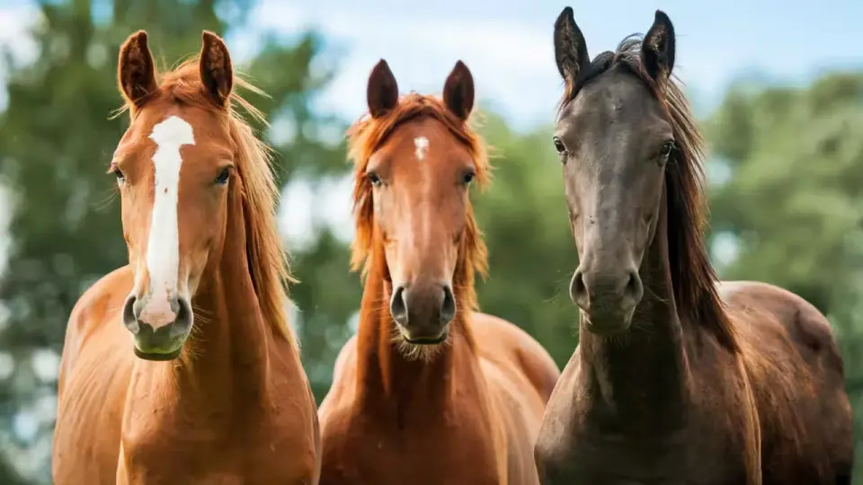 Horses Reveal Hidden Stress as Wolves Appear on Silent Video