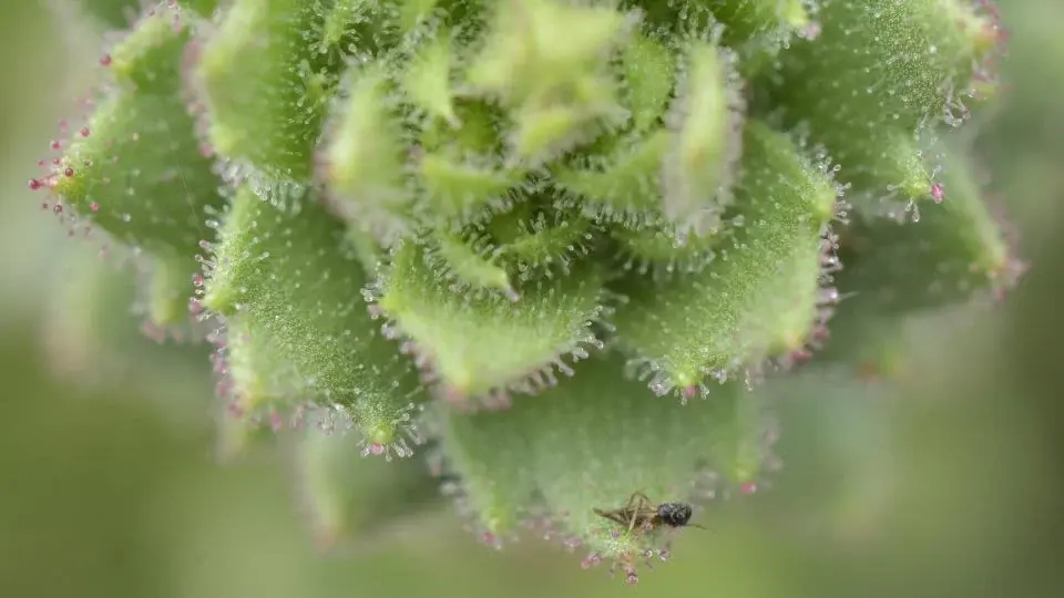 Darwin Vindicated: Alpine Saxifraga candelabrum Proves Carnivory in Plants