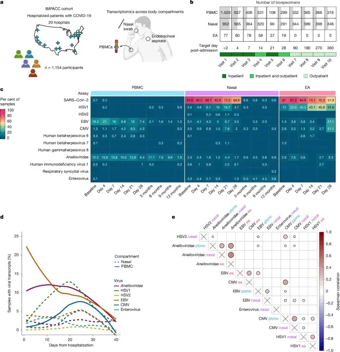 Chronic Virus Reactivation Linked to Severity and Long COVID in COVID-19 Patients