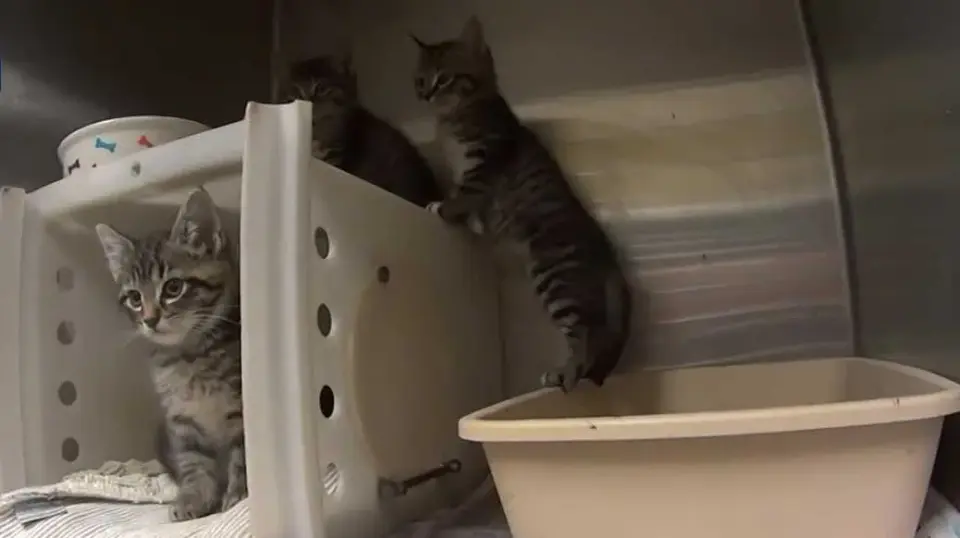 MADACC Enters Quarantine as FPV Cat Virus Strikes Shelter