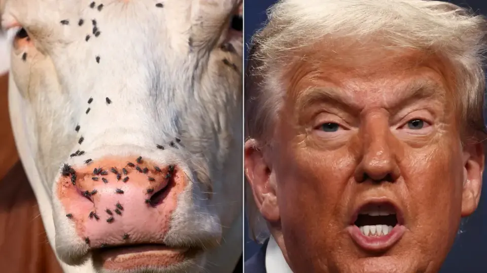 Trump's 'Self-Processing' Beef Plan Faces Safety and Feasibility Scrutiny