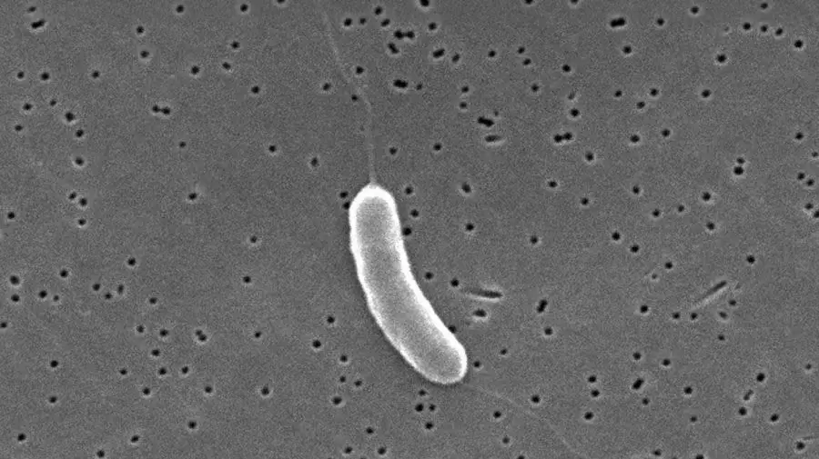 Gulf Coast sees third fatal Vibrio case as Florida reports uptick in vibriosis