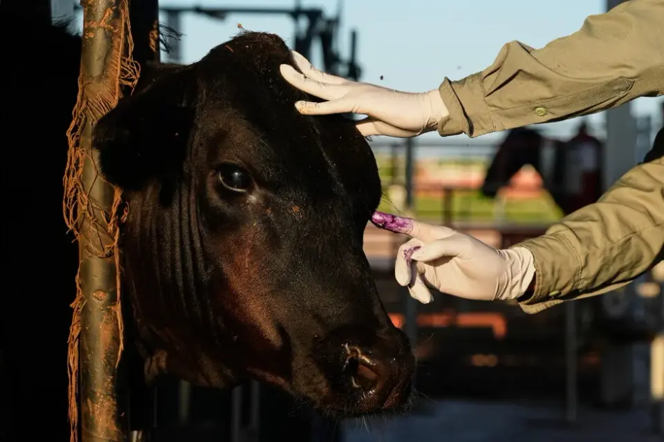 Mexico to Restart Cattle Exports to U.S. Under Stricter Screwworm Safeguards