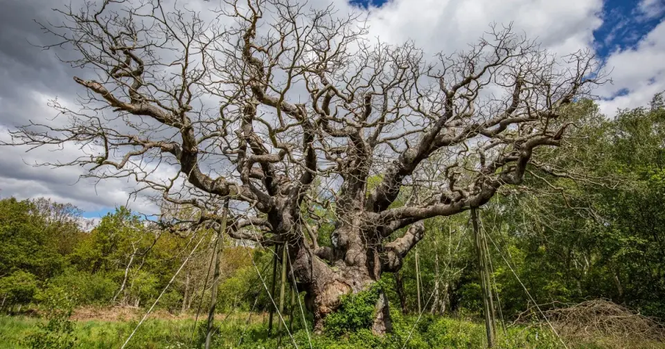 Sherwood’s 1,200-year-old Major Oak dies, ending a living Robin Hood landmark