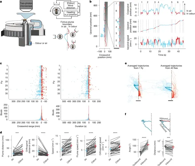 Memory-guided edge tracking enables vector-based olfactory navigation in fruit flies