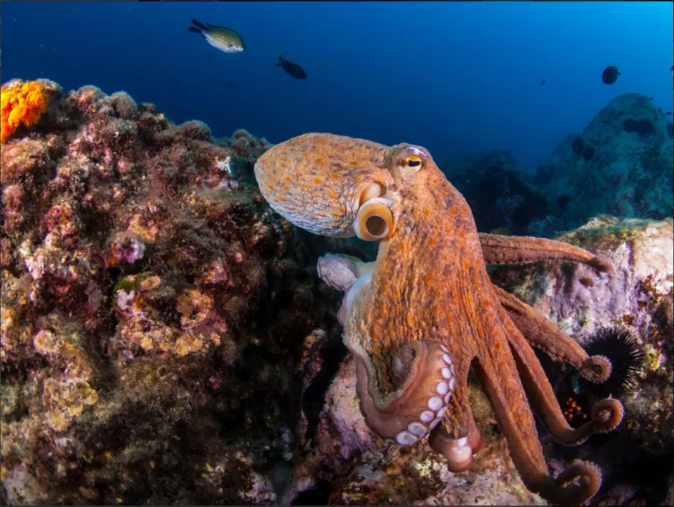 Ancient DNA Folding and Ribosome Mutations May Explain Octopus Intelligence