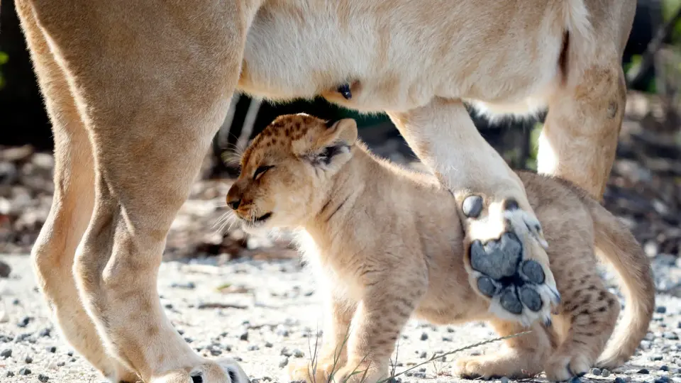 Lioness and cub spotted prompting four-hour search in Indiana