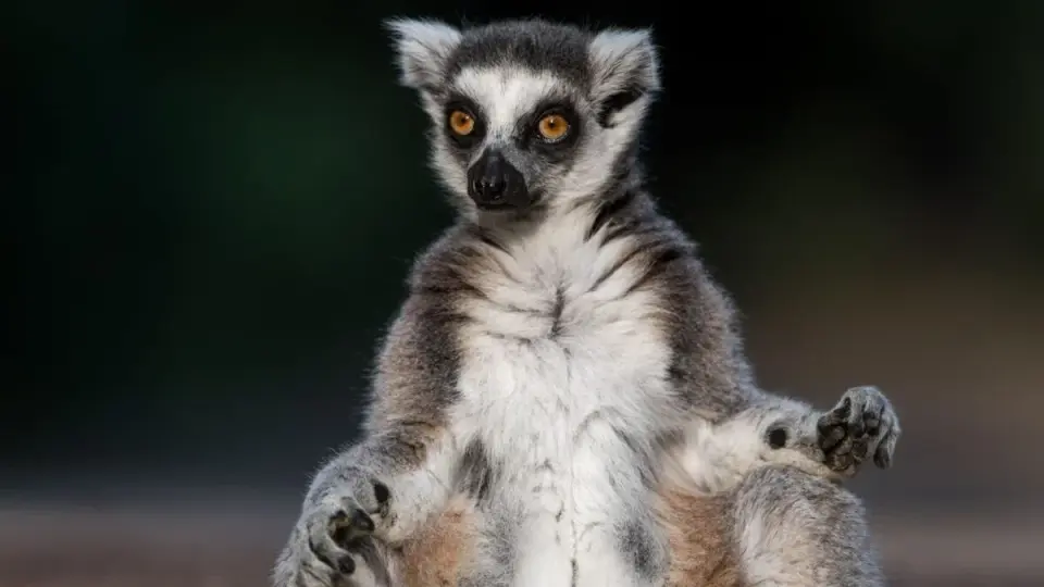 Yoga Class Suspected in Lethal HSV-1 Outbreak Among Lemurs