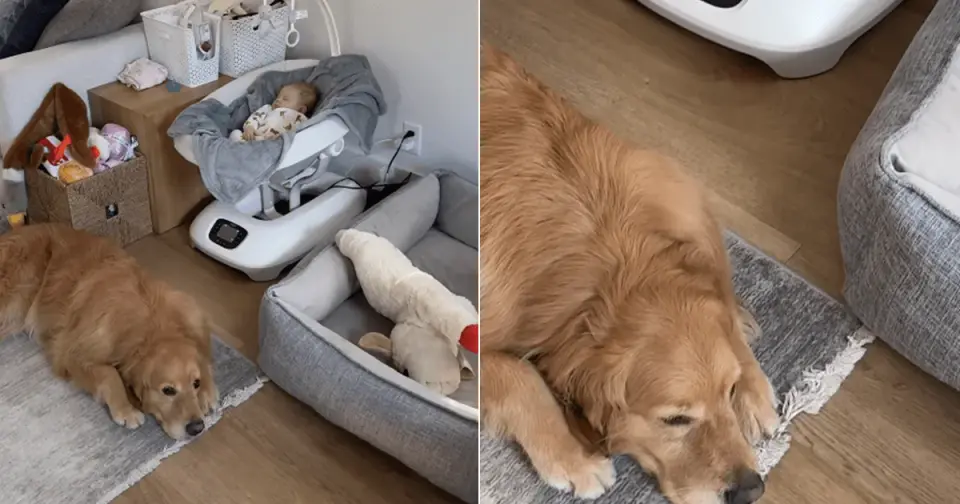 Floor-Side Guardian: Golden Retriever Chooses Baby's Bassinet for Naps