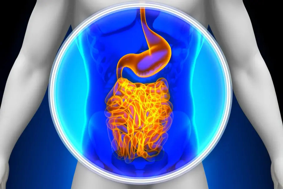 Household Interactions May Shape Your Gut Microbes, Study Finds