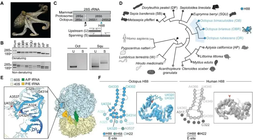 Octopuses' Ribosomes Hint at a Convergent Route to Smarter Brains