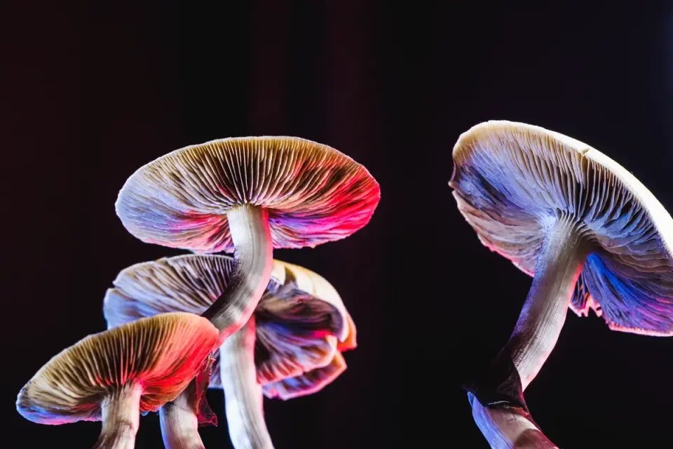 Psychedelic Help for Anorexia? Early Trial Hints at Recovery Boost