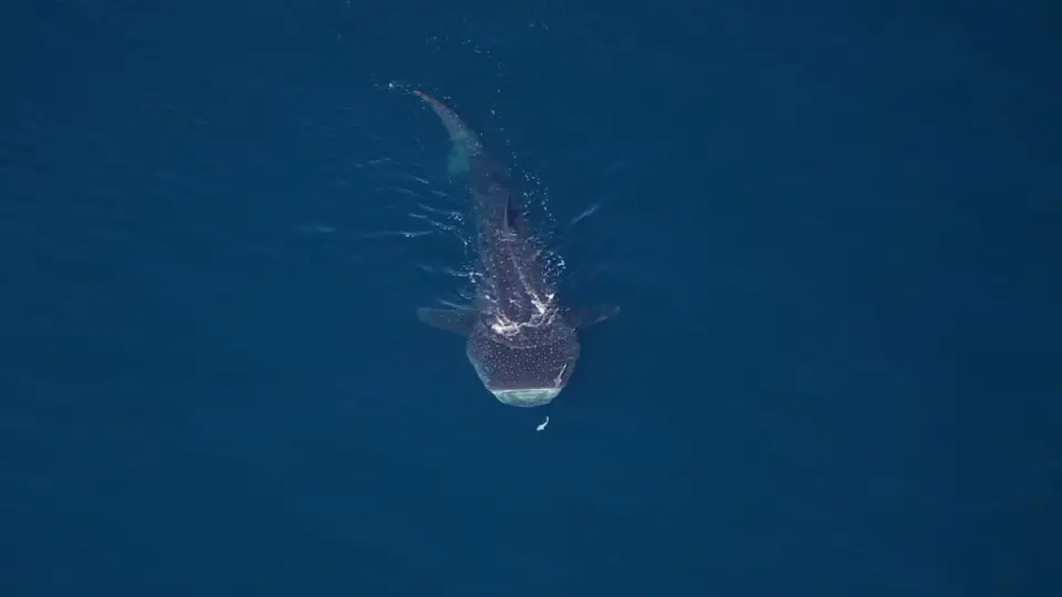 Aerial Survey Reveals 2,000 Marine Animals in New England Waters