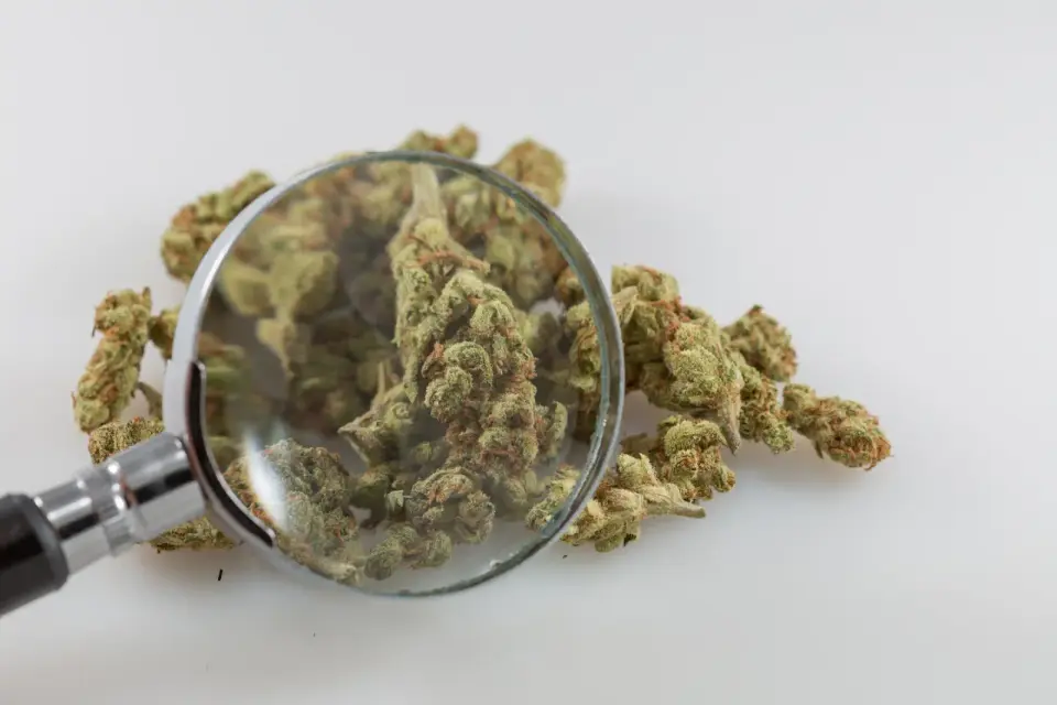 Cannabinoids Show Consistent Anti-Tumor Effects Across Brain and Breast Cancers, New Review Finds