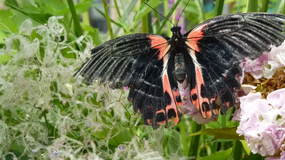 A Shared Genetic Playbook Drives Butterfly and Moth Color for 120 Million Years