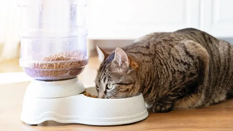 Study finds lead, mercury, and pesticides in nearly all top-selling cat foods