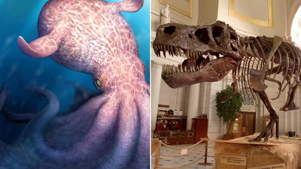 Giant ancient octopuses hunted with dinosaurs, jaw fossils reveal