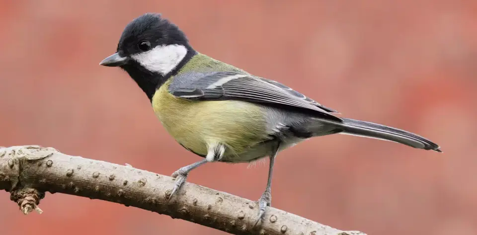 Paris quiets the streets, but urban birds still sing with higher pitches