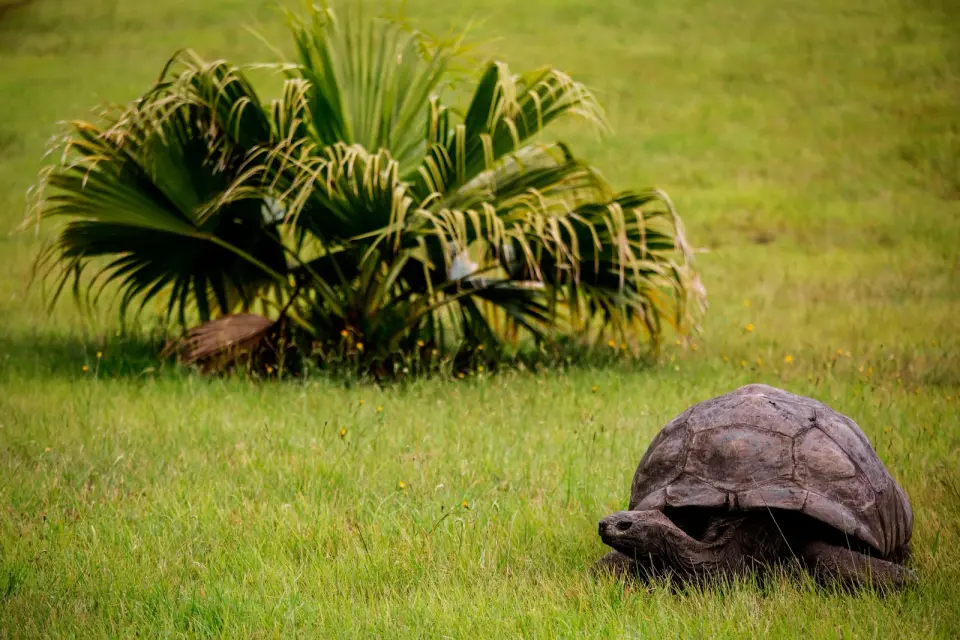 Genome Sequencing of 194-Year-Old Tortoise Jonathan Reveals Cellular Secrets