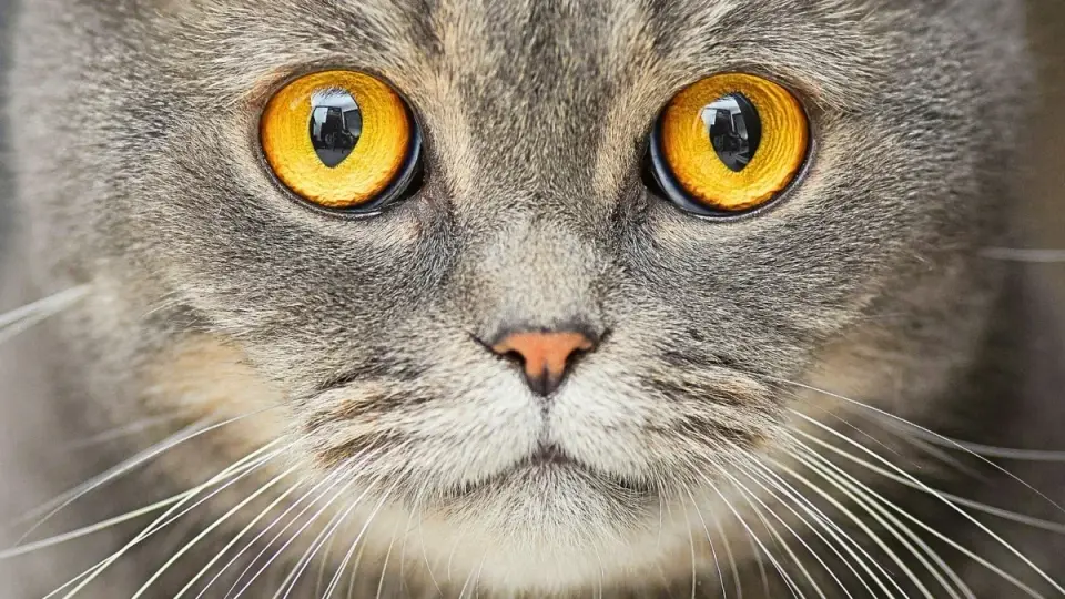 Cat Exposure Linked to Higher Schizophrenia Risk, Review Finds