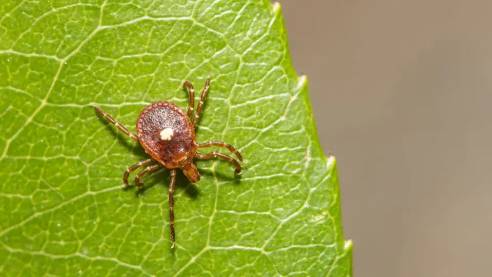 New York Confirms Bourbon Virus Case, Hinting at a Hidden Tick Threat