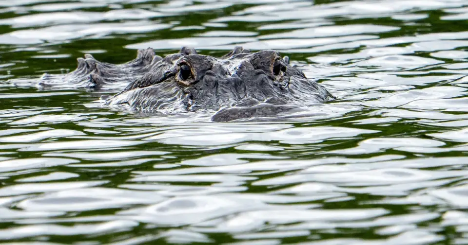 Florida Fisherman Killed by 12-Foot Alligator in Lake Apopka Area