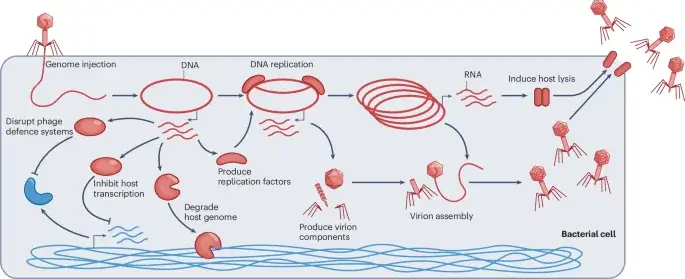 Bacteria Detect Viral Protease Activity to Trigger Self-Destructive Immunity