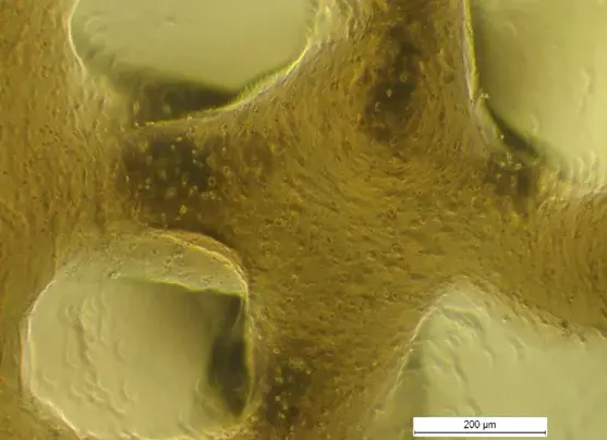 Silk-based scaffold regenerates knee cartilage in rat osteoarthritis model