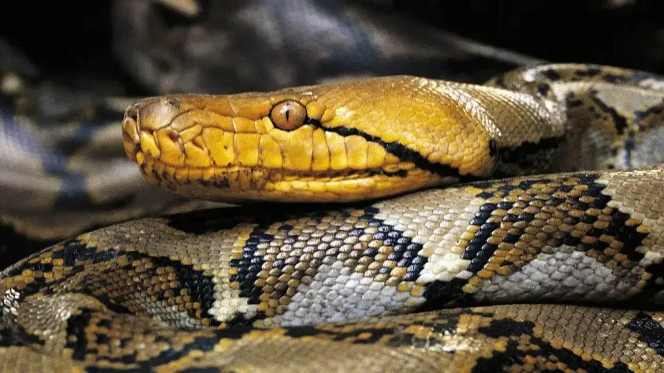 Puerto Rico Hunters Capture Record 18-Foot Reticulated Python After Pet Cat Incident