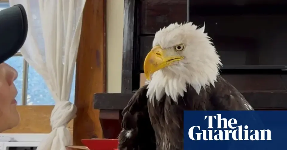 Beloved Big Bear Lake Bald Eagle Jackie Dies at 14 After Mysterious Illness