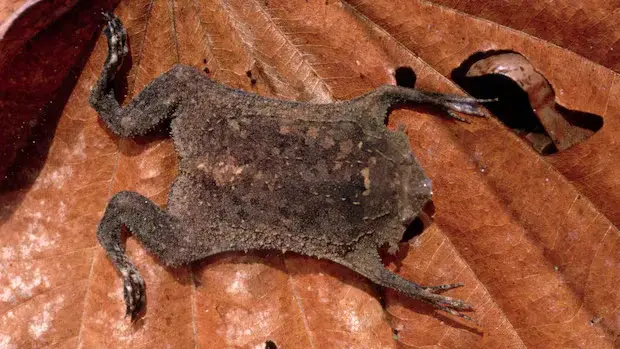 Surinam Toad Uses Fractal Fingertips as a Touch-Based Fovea to Hunt in Murky Waters