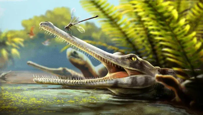 New Moroccan Fossil Reveals Unique Needle Teeth in 165-Million-Year-Old Crocodile Relative