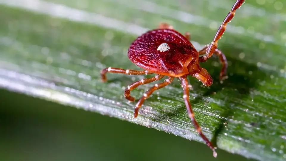 New York reports Bourbon virus case, prompting urgency over underdiagnosis