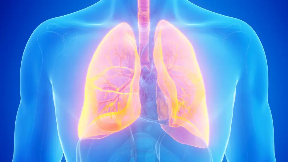 Gamma-Delta T Cells Identified as Key to Defeating Small Cell Lung Cancer