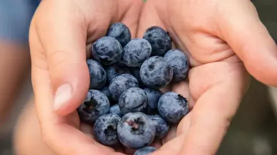 World Brain Day Diet: A Neurosurgeon’s Practical Brain-Boosting Food Guide